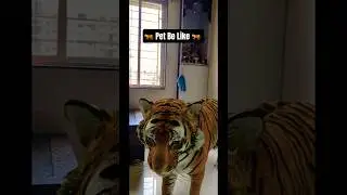 Забавный 3D-тигр Google, который живёт у меня дома 🐅 🐯