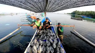 40 EKOR‼️HANYA SEMALAM || MANCING MALAM PANEN MATA BELO.
