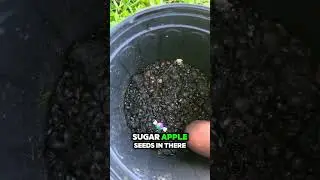 How to Sprout Kenip (Mamoncillo) Seeds Fast &ndash; 2 Easy Methods 