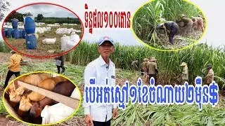 ទិញស្មៅ១ខែ២ម៉ឺនដុល្លារ ខែប្រាំង/ស្មៅឆ្នាំនេះទិន្នផលអាចបាន១០០តោន