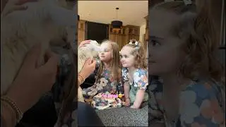 Surprising Our Toddlers With Baby Lambs