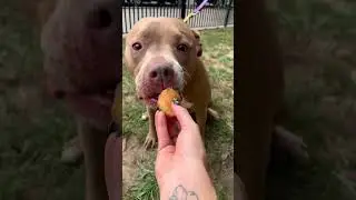 Funny Dogs Munch on Donut Treats!
