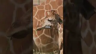3 Cool Facts About Giraffes!