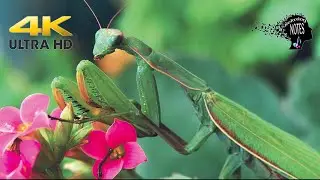 4K Praying Mantis Relaxing nature and Stick Insect suspense ambient music for meditation or Study
