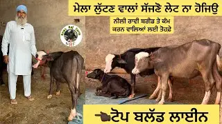 Nili ravi one heifer for sale in Punjab best video today