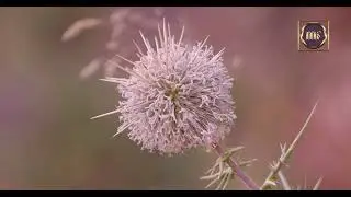 Peaceful Music for Relaxation- Nature B-Roll with BMPCC 6k Pro
