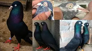 (23/11/25) गोल्डन आंखों के सहारनपुरी पुरानी नस्ल के सहारनपुरी कबूतर