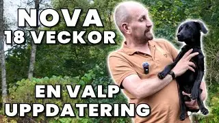 Hur går det med vår nya valp, jaktlabben Nova