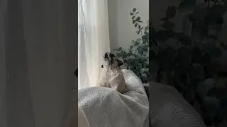 Happy Hump Day! Vienna&rsquo;s reactiom is everything 🤣 #pug #funny #dogs