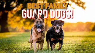 Which Guard Dog Breed Will Actually PROTECT Your Family?