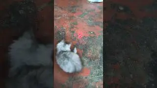 Persian laser prank #persianprank #persiancats #peesianshorts