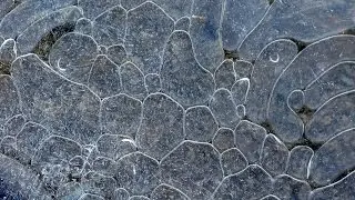 Air Bubbles Flowing Under Ice