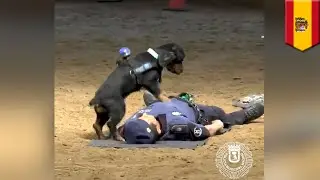 Police dog rushes to perform CPR on 'collapsed' officer - TomoNews