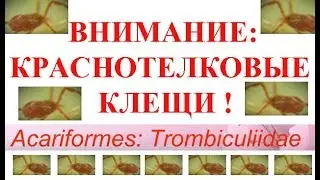 Живые Краснотелковые Клещи Под Микроскопом: Рассказ Энтомолога 14.