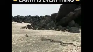 Big D*@k Darren the iguana vs snakes