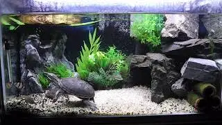 【ミシシッピニオイガメ】熱帯魚とカメが混泳する癒し水槽を10分間撮影した動画 Common musk turtle