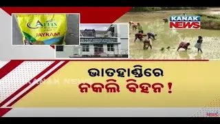 Bargarh, Odisha's Rice Bowl, Grapples With Spurious Paddy Seeds