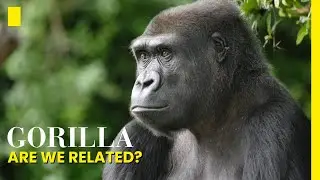 Incredible Facts Of Gorila | Gorilla Biology Unveiled: Secrets of the Gentle Giants