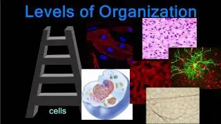 The Many Different Jobs of Cells