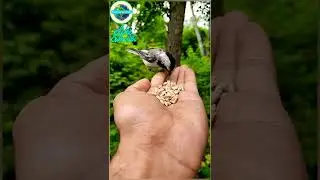 Bird feeding on hand, wild bird feeding, birds, bird lovers status, YouTube shorts,