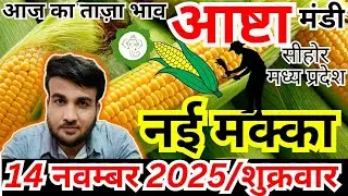🌽नई मक्का भाव 14 नवम्बर | Aastha Mandi Maize Rate Today | संदीप नागर | नई फसल के ताज़ा रेट