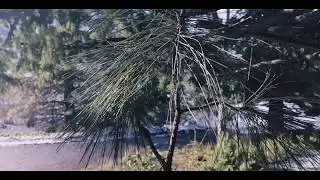 iPhone 8 Test Footage -- Mixed Frame Rates and 4K!