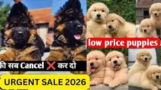 🔥 Urgent Sale! Long Hair German Shepherd & Golden Retriever Puppies for Sale | Low Price | 🐶🚚