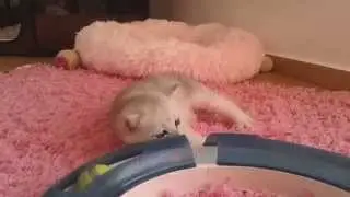 Deluxe of Silver Legend - 5 weeks old
