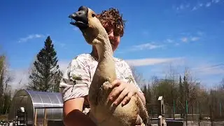 Bruce the African Goose | Tunnel Greenhouse Setup
