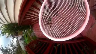 Spider kill with a 2700 volts zapper