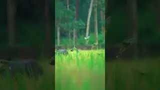 Golden fields, flying jewels 🌾💜🦜  #shortvideo #subscribe .
