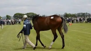 アドアードの15（アドラータ）　【ノーザンファーム周回】　2016年度募集馬　北海道ツアー