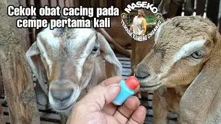 Force-feeding deworming medicine to 2-month-old chicks