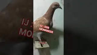 IJ : SSR MONREKER