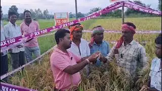 Prabhat seeds ka RX100 dhan