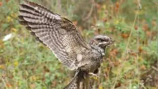 Aves do PNLN