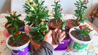 Dikenler Tacı✅Bu Kürden Sonra Çıldırdı ✅Çiçek Bakımı✅ Çiçek Coşturan Kür