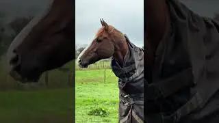 Давайте займёмся лошадьми! Утро на конюшне