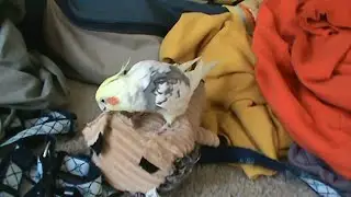 Bird gets off on dog toy Grunt Sheep Berberscree having fun takes advantage of stuffed animal toys
