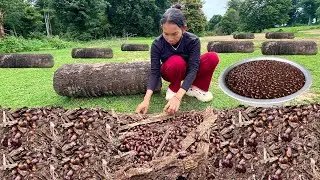 Finding June Beetles Underground​ & Cooking | Incredibly tasty and simple!