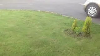 DAY 3 Aftercut all-in-one lawn feed, weed and moss killer