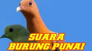 SUARA BURUNG PUNAI PALING GACOR #SHORTS