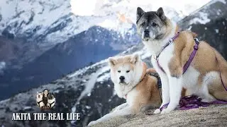 AKITA INU ET AMÉRICAIN À LA MONTAGNE