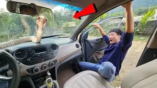 Helping Young People Catch Huge Snake Nest Hiding Inside Car
