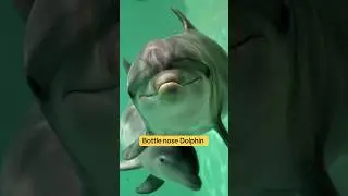 Planet Zoo DLC ideas! Marine Pack #planetzoo #planetzoogame #shorts #fyp