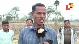 Farmers Suffering In Odisha | Untimely Rain & Now Elephants Damage Paddy In Binika
