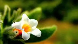 COŞKUN AÇIKGÖZ - Gözümde özleyiş gönlümde acı.wmv