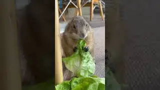 Poppy said shes just doing little quality control inspection of Mert Alerts 🐢 butter lettuce 😅😂