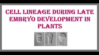 Cell lineage during Late Embryo development in Plants