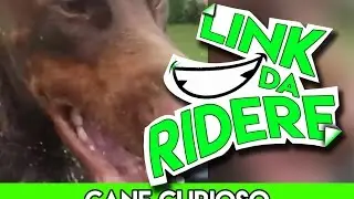 Cane Curioso || Link Da Ridere ||